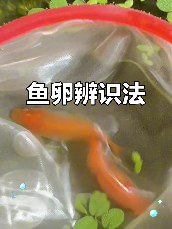观背鱼卵辨别小技巧,轻松区分优劣!