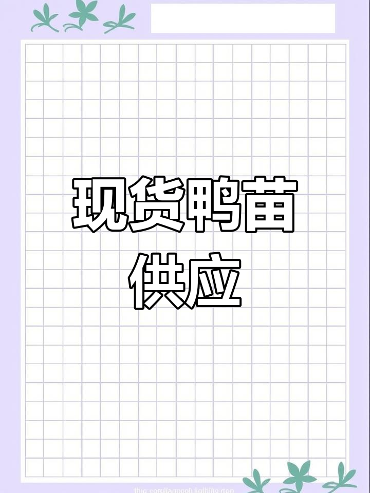 鸭苗现货供应,公母都有,养殖基地直供