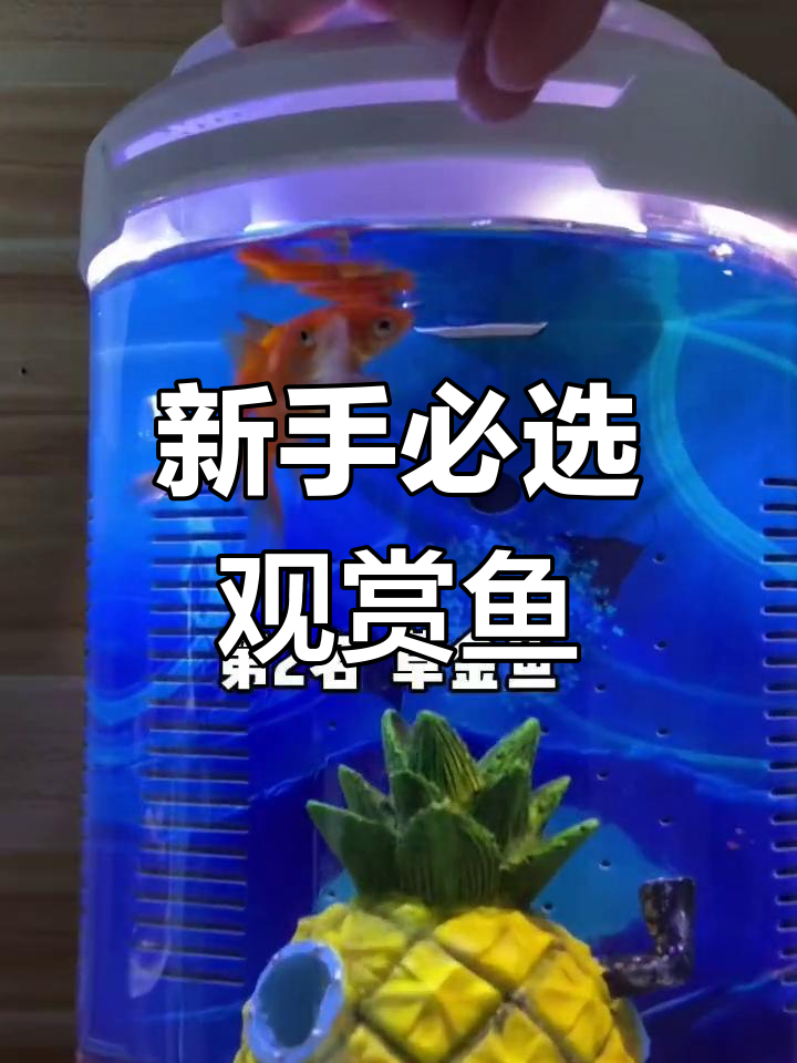 草金鱼:新手养鱼首选