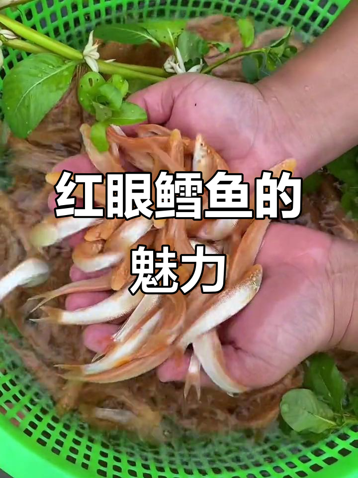 美丽又好吃的红眼鳕鱼，适合高密度养殖