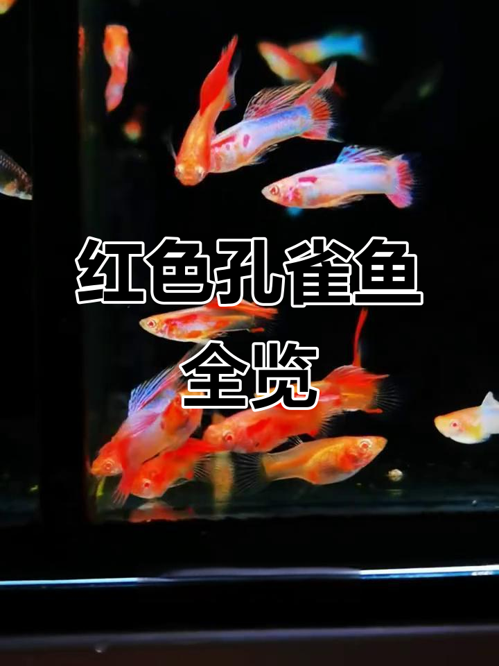 30种红色系孔雀鱼大揭秘，哪种最适合你？