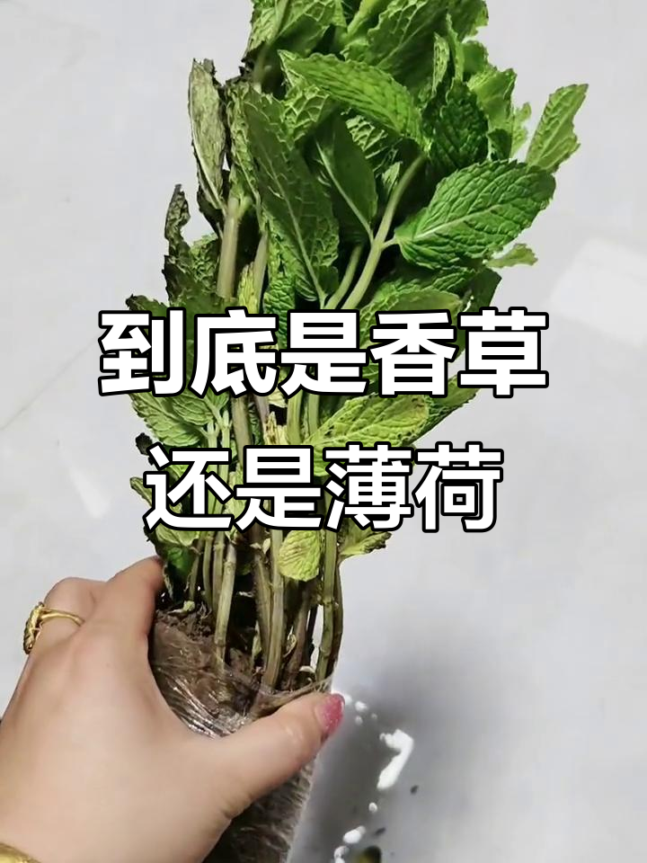 河南老乡帮忙鉴定,这是十香菜还是薄荷?