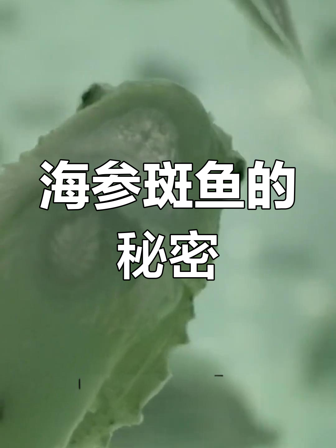 神秘海底生物揭秘:海参斑鱼