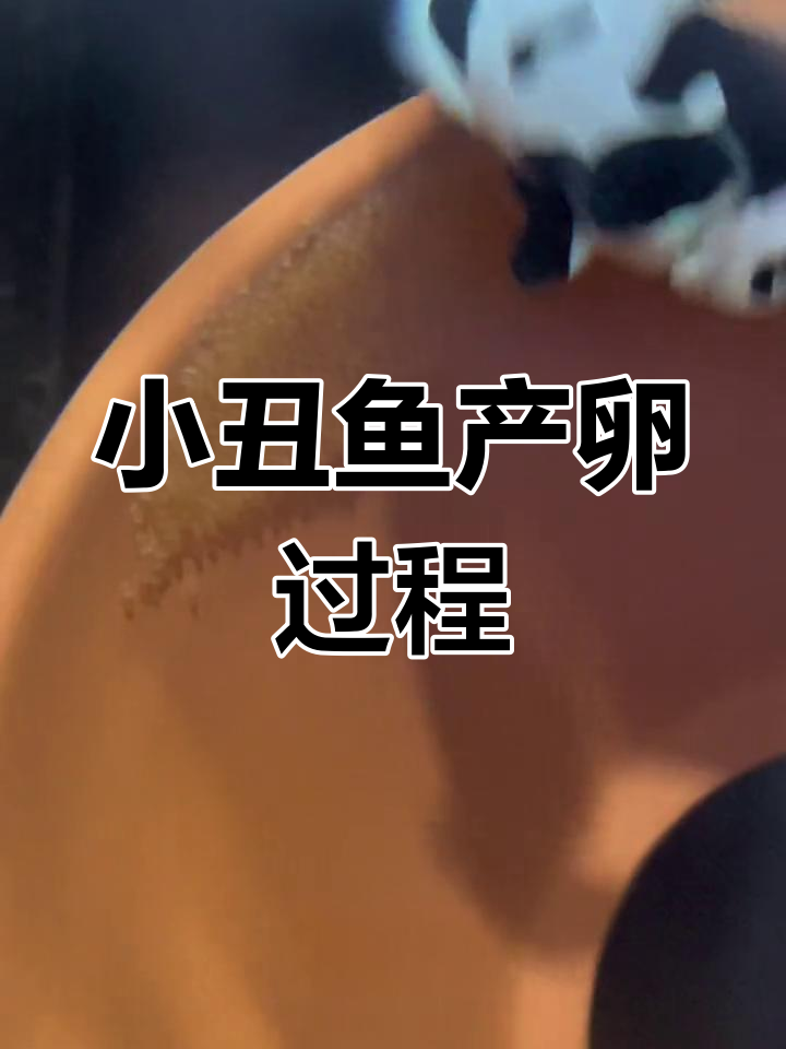 小丑鱼卵孵化全过程揭秘