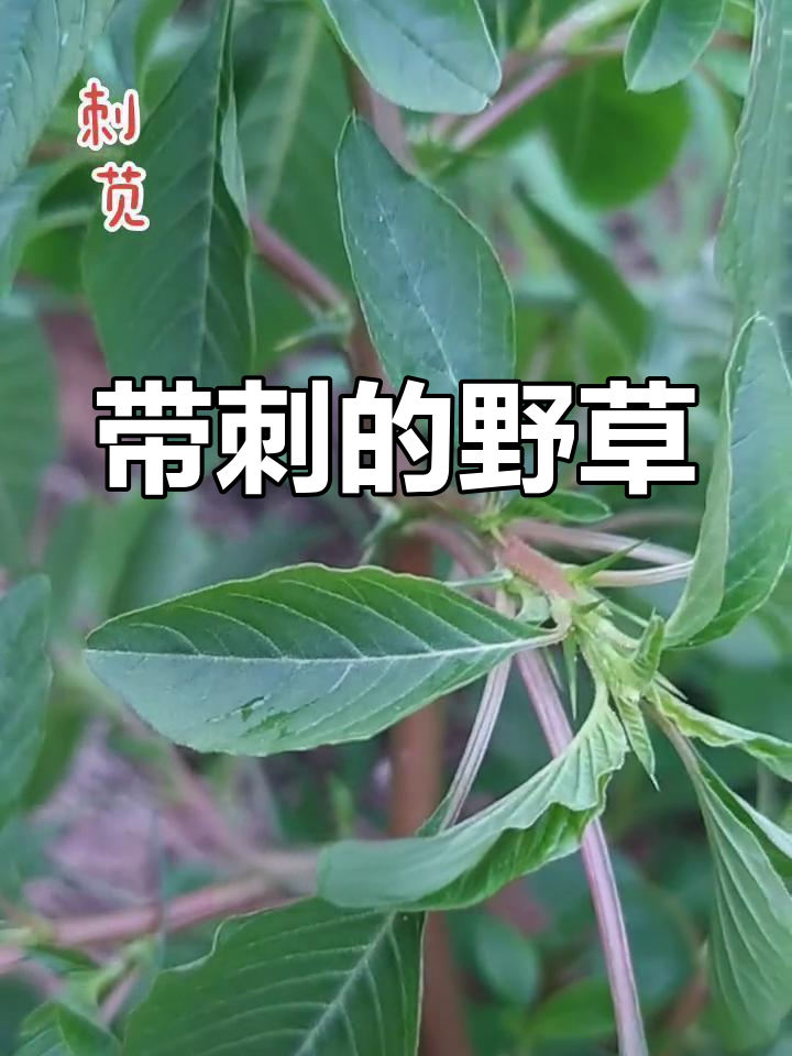 刺苋:一年生草本植物,叶花带刺,清热解毒效果好