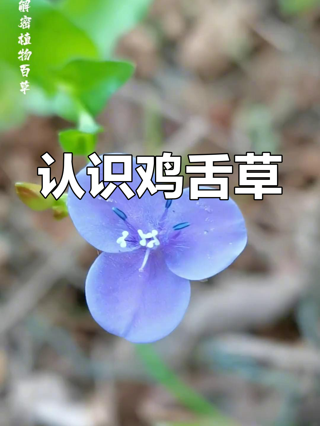 鸡舌草:一种常见药用植物,你了解它的作用吗?