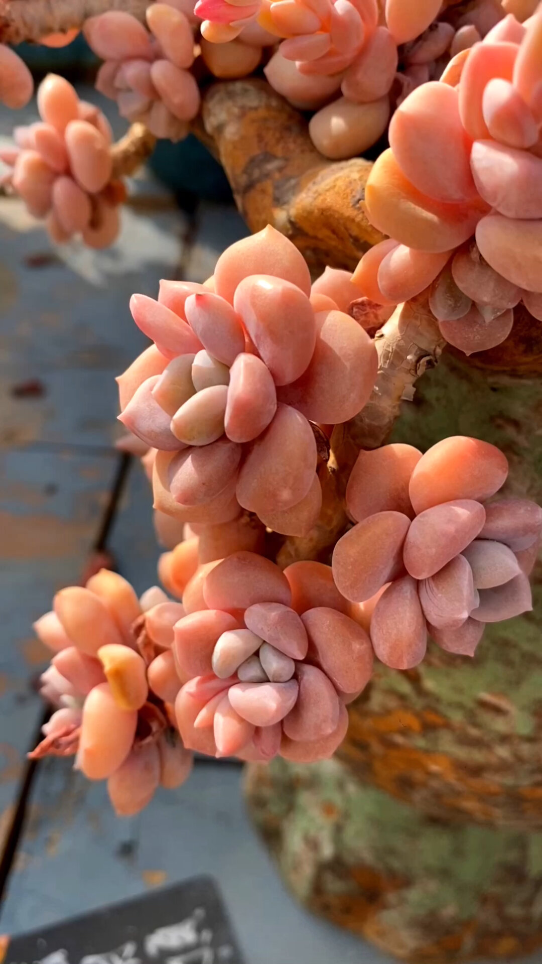 克洛伊多肉美不美