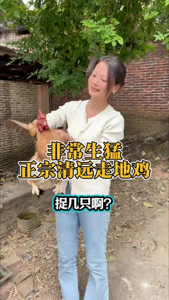 来到清远旅游主线任务寻找清远正塞走地鸡