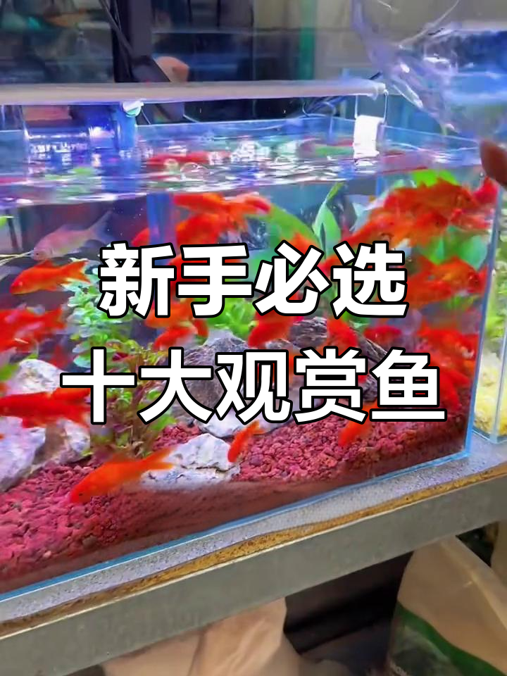 十大最适合新手养的观赏鱼,看看你养的是哪一种?