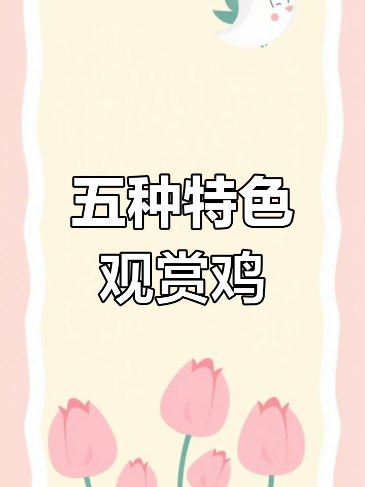 探秘五种独特观赏鸡,美丽与气质并存