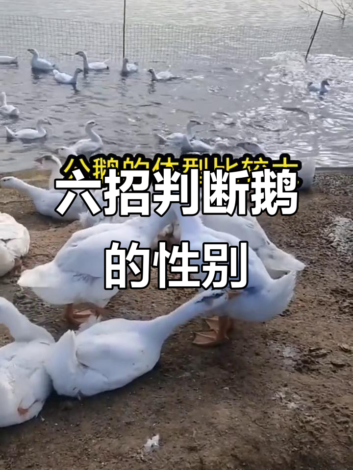 六个方法教你分辨公母鹅，轻松掌握养殖技巧