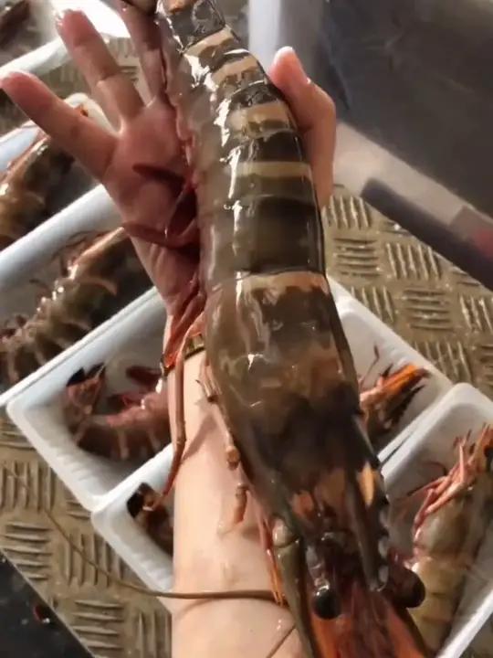 「超大黑虎虾」新鲜大虾 肉质鲜嫩 老虎虾 精选年货冬日火锅食材快来一起尝个鲜好吃到停不下来