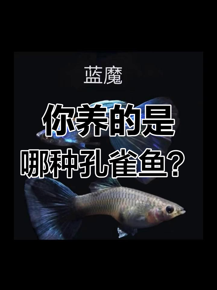 各种孔雀鱼品种大揭秘