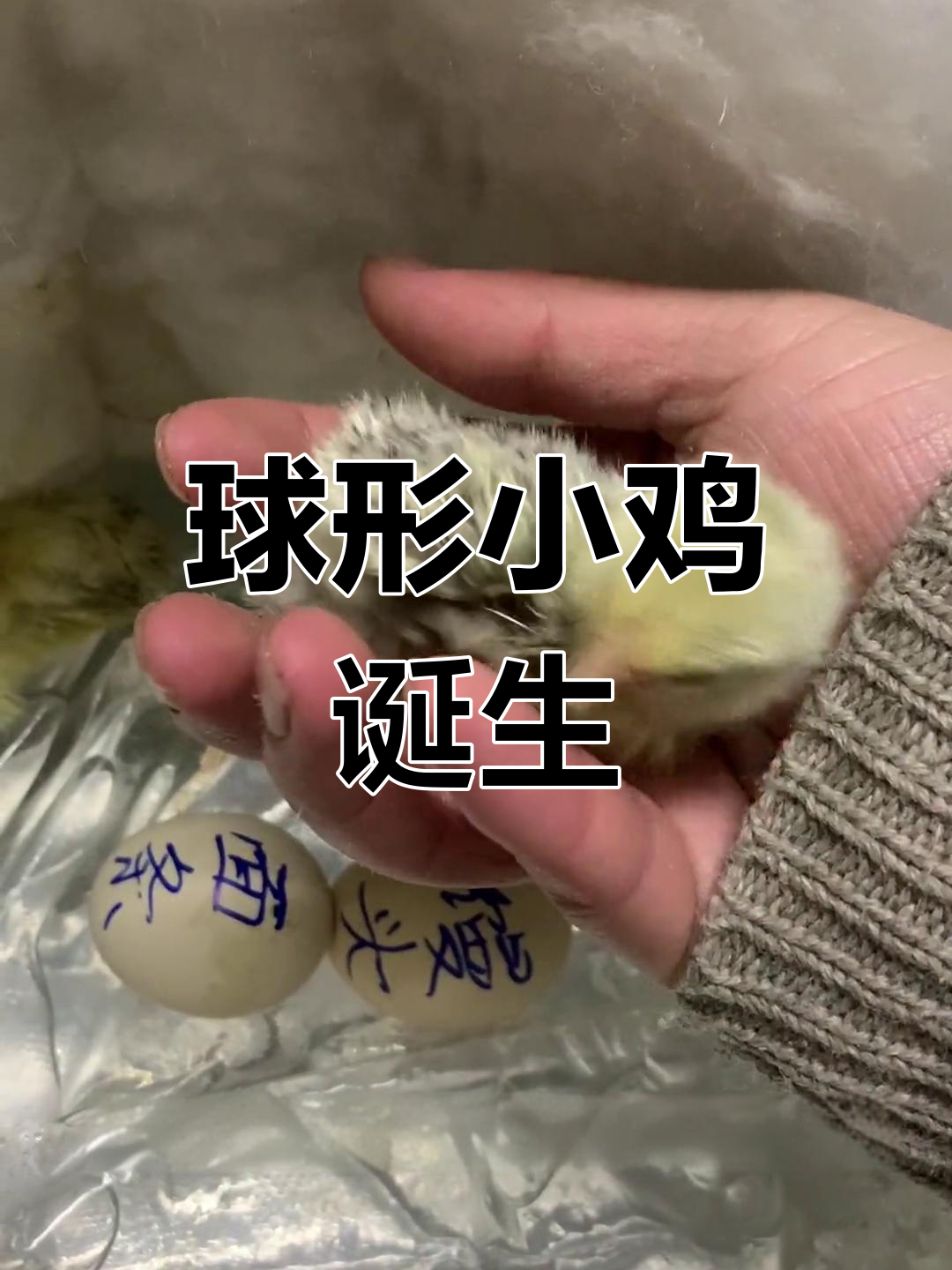 你见过像球一样的鸡吗?我孵出了超萌的科钦圆鸡!