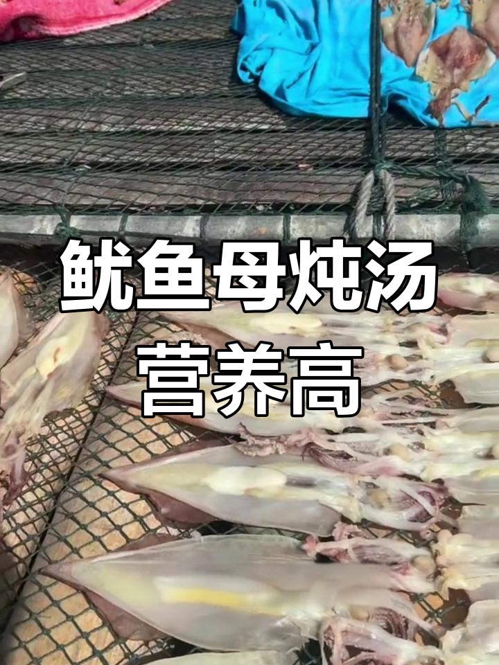 泉州惠安鱿鱼母:炖汤滋补的绝佳选择