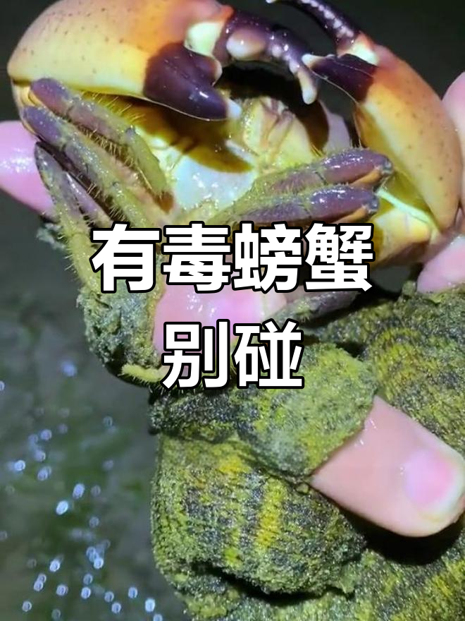 赶海时遇到这种螃蟹千万别吃,有毒!