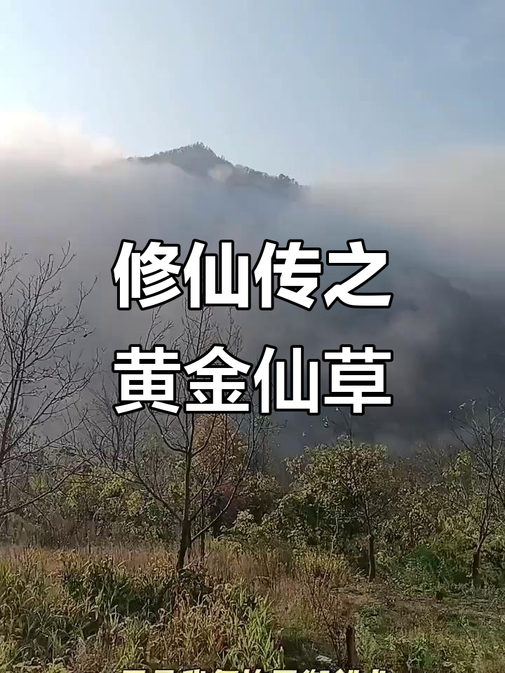 修仙之旅再启程,寻觅仙人鱼粮与神秘仙草