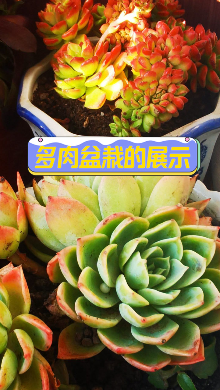 多肉盆栽的展示