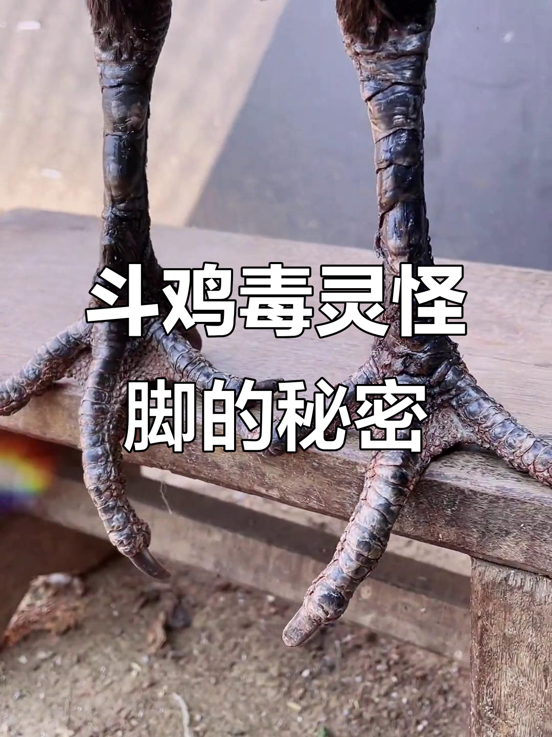 为什么斗鸡毒灵怪脚如此受欢迎?揭秘圆腿的致命优势