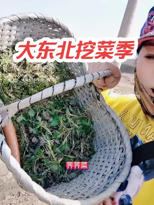 大东北挖菜季，被忽略的山野菜蜇麻子竟是蜇人植物！