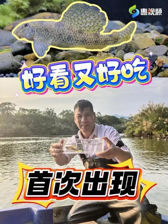 水域生态“风向标”棒花鱼现身龙门:长得好看又有实用价值的#惠州 #好吃 #好看 #生态环保