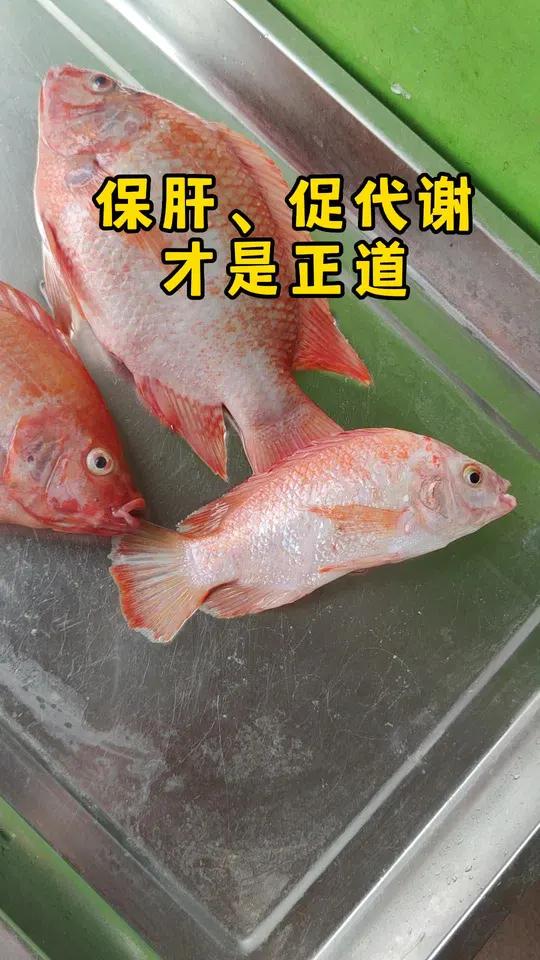 红罗非鱼 保肝护肝 促代谢 生鱼 烂身