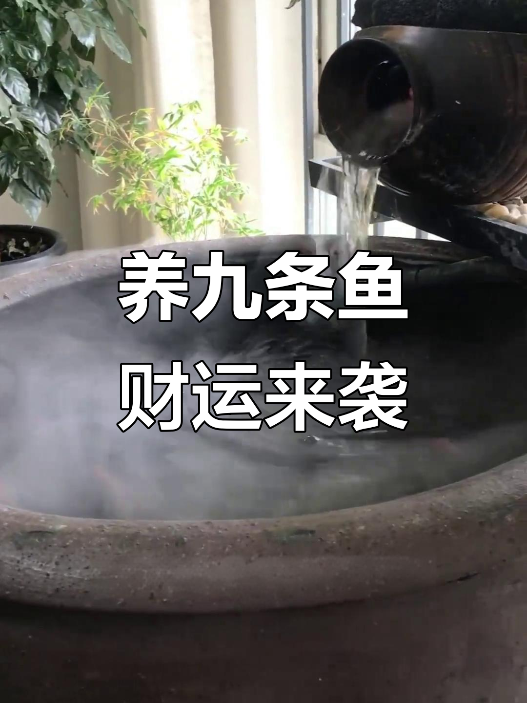 养鱼单数最旺财，九条鱼带来好运