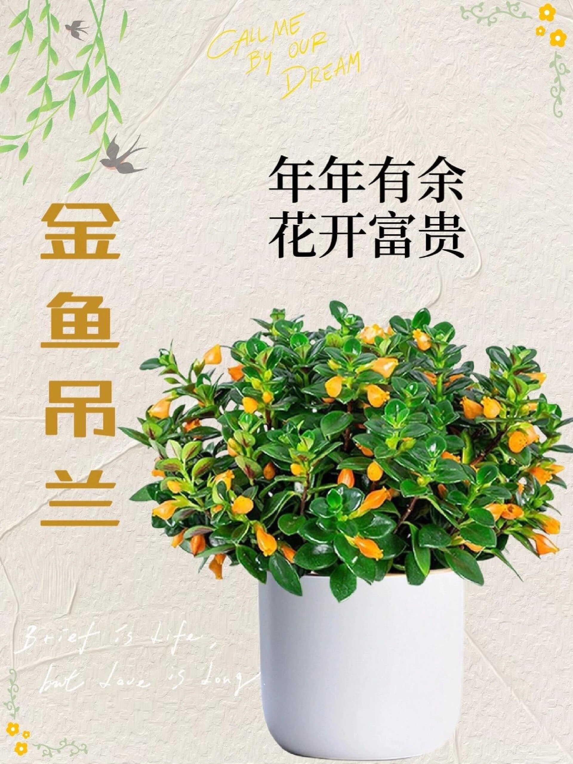 金鱼吊兰寓意 时来运转～好运连连～
