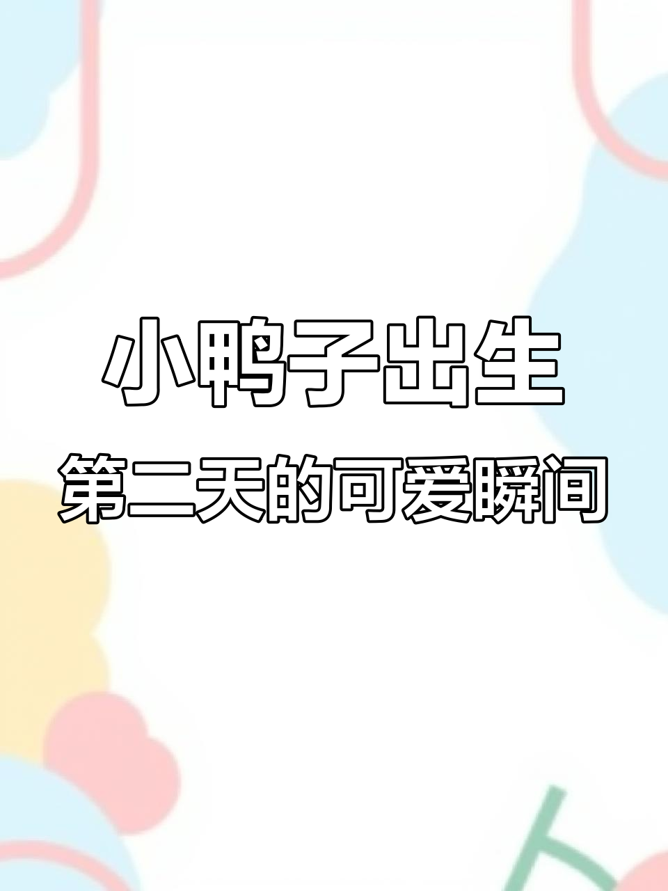 鸳鸯鸭出壳第二天,萌态十足