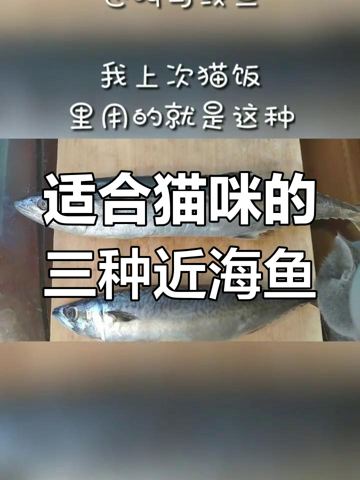 猫饭必备鱼类解析:鲅鱼、秋刀鱼与带鱼的差异