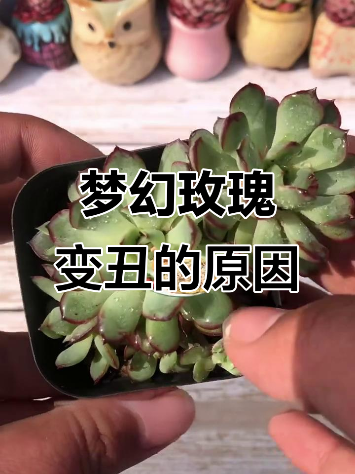 多肉植物摊开成饼?可能是这些原因!
