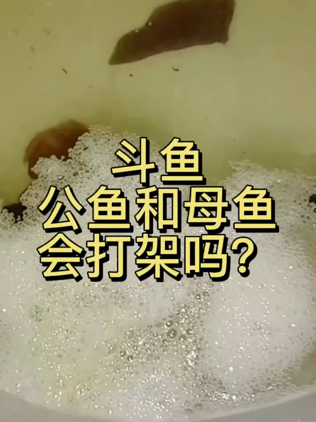 泰国斗鱼,公鱼和母鱼能一起养吗