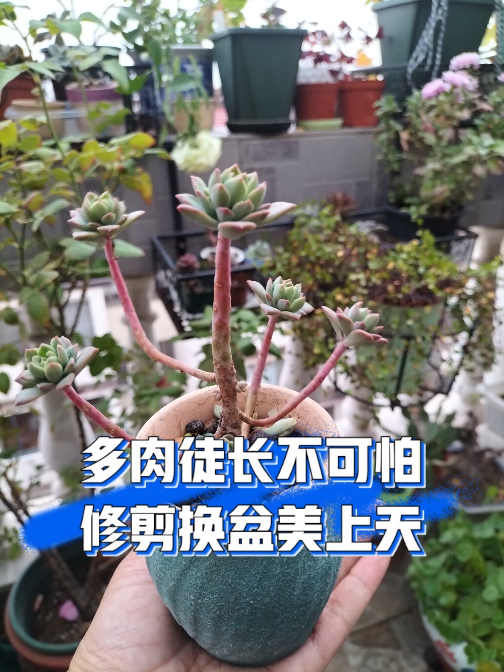 冬天多肉徒长修剪换盆方法来了