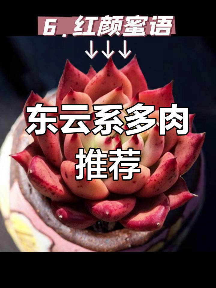 8款东云系多肉,夏季养护轻松搞定