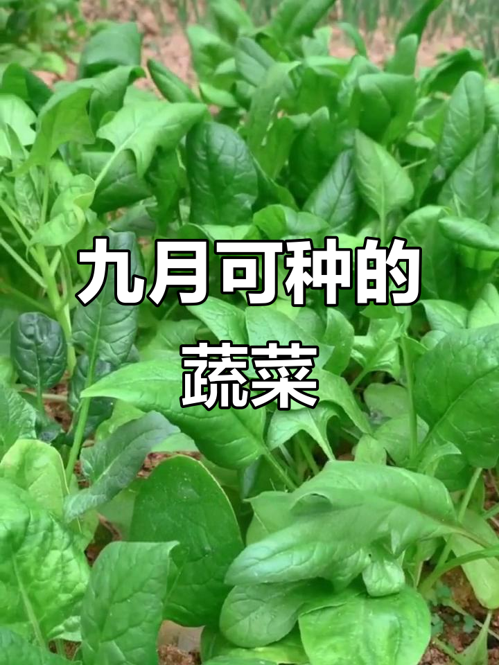 九月份适合种哪些蔬菜?早熟品种和叶菜类推荐