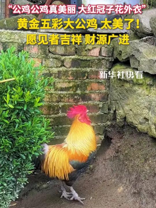 “公鸡公鸡真美丽，大红冠子花外衣”，黄金五彩大公鸡，真的太美了！愿见者吉祥，财源广进！