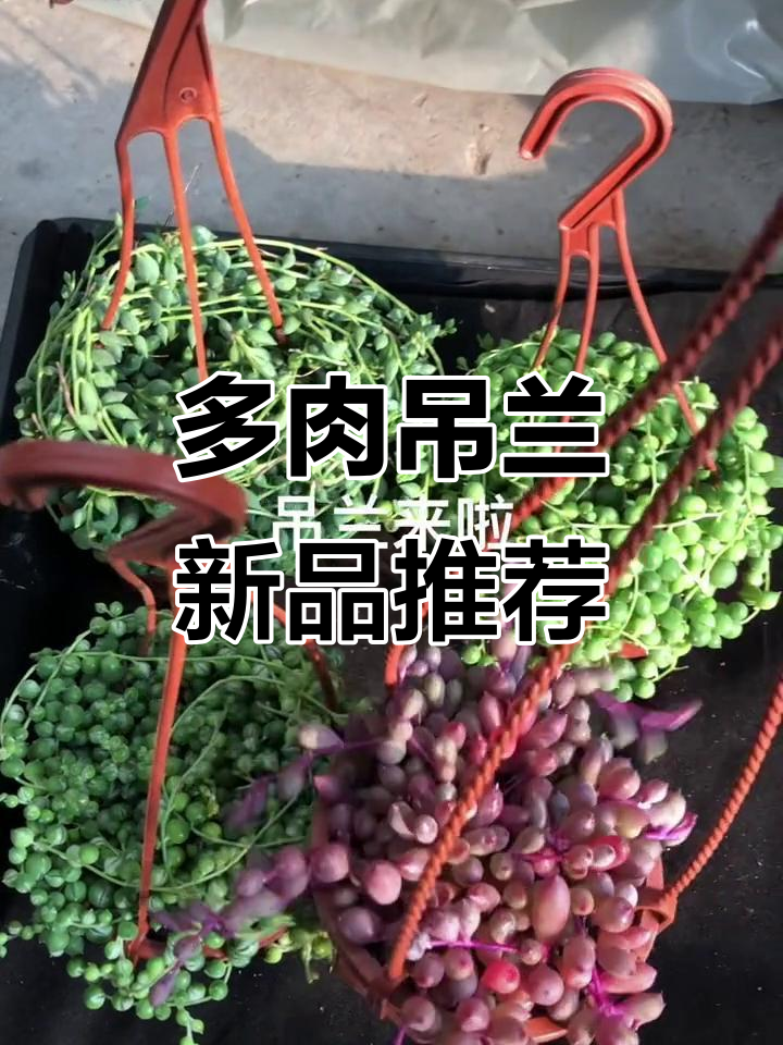 紫玄月佛珠锦:四种吊篮多肉植物,阳台必备!