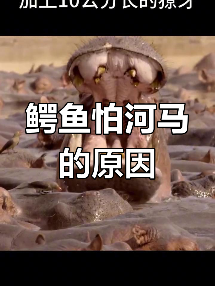 鳄鱼为何不敢攻击河马?