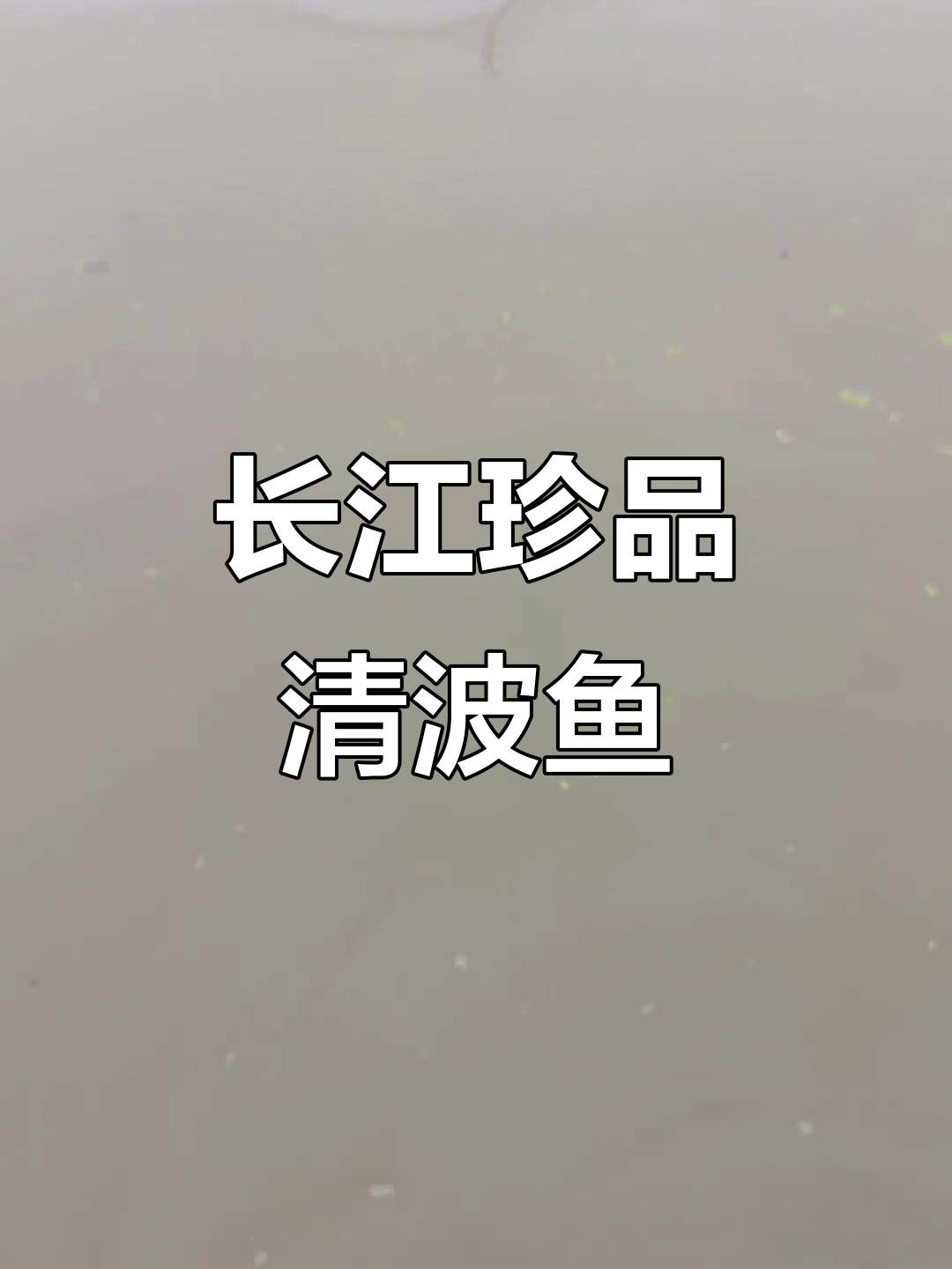 清波鱼,长江美味,肉质鲜嫩,堪称水中瑰宝