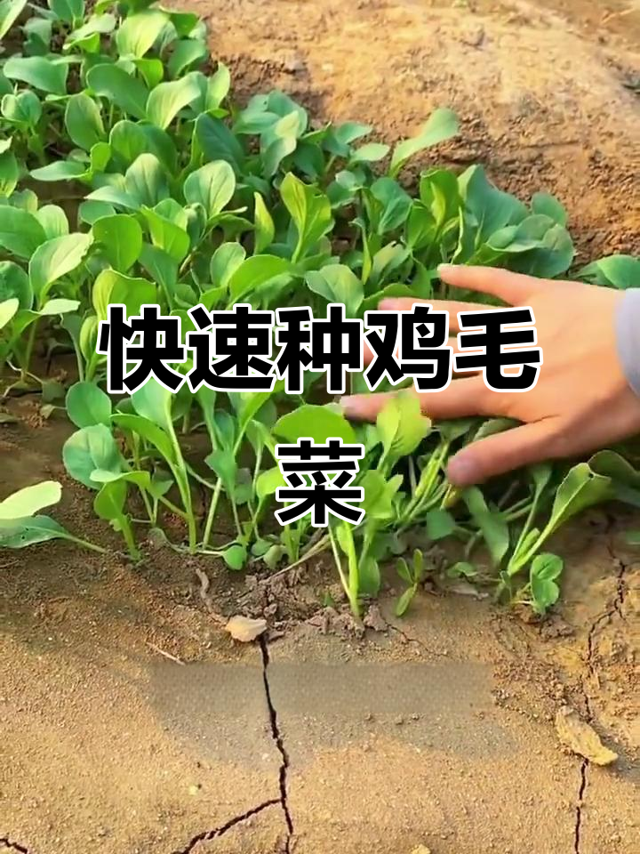 鸡毛菜:嫩绿清香,夏季种植小技巧