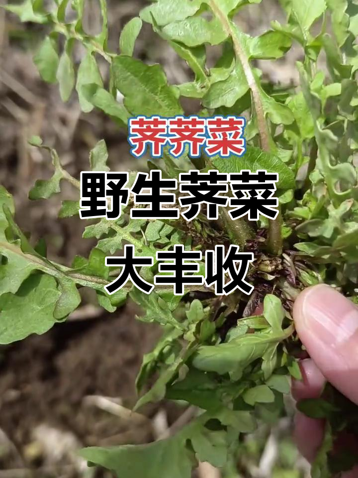 旱季荠菜,辣味十足!挖野菜的乐趣与挑战