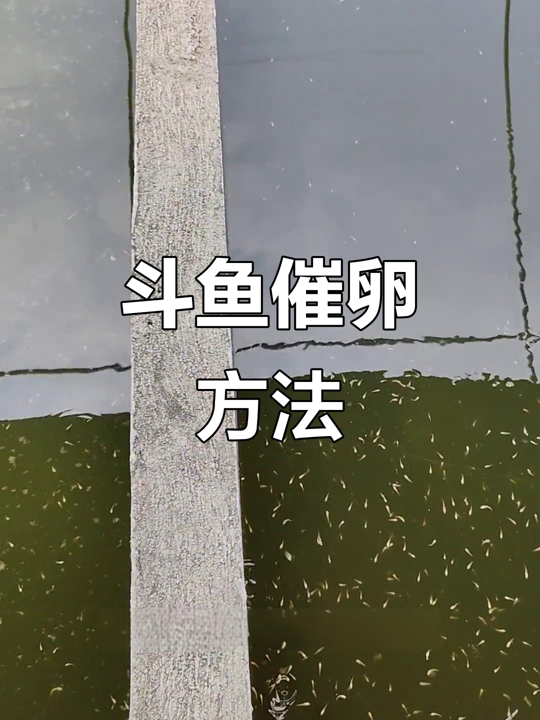 斗鱼繁殖技巧:如何让母鱼快速爆卵