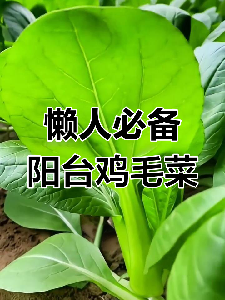 阳台花盆种鸡毛菜,超简单又美味!