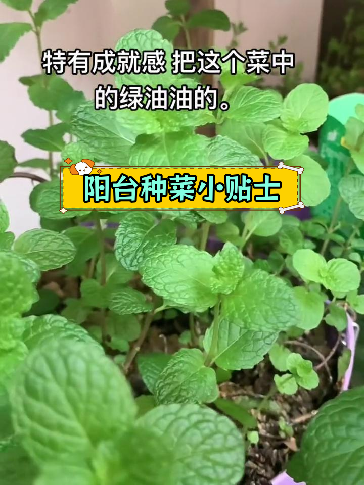鱼香菜与薄荷的种植技巧,喜阳湿环境
