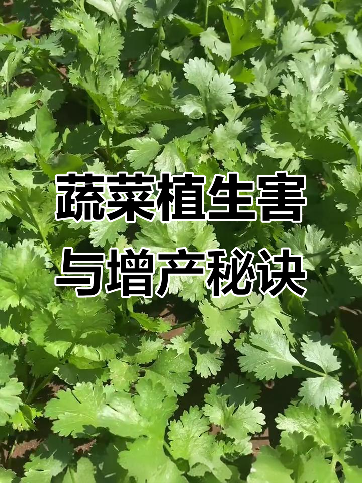 蔬菜种植小技巧:这些搭配能提高产量,减少病虫害