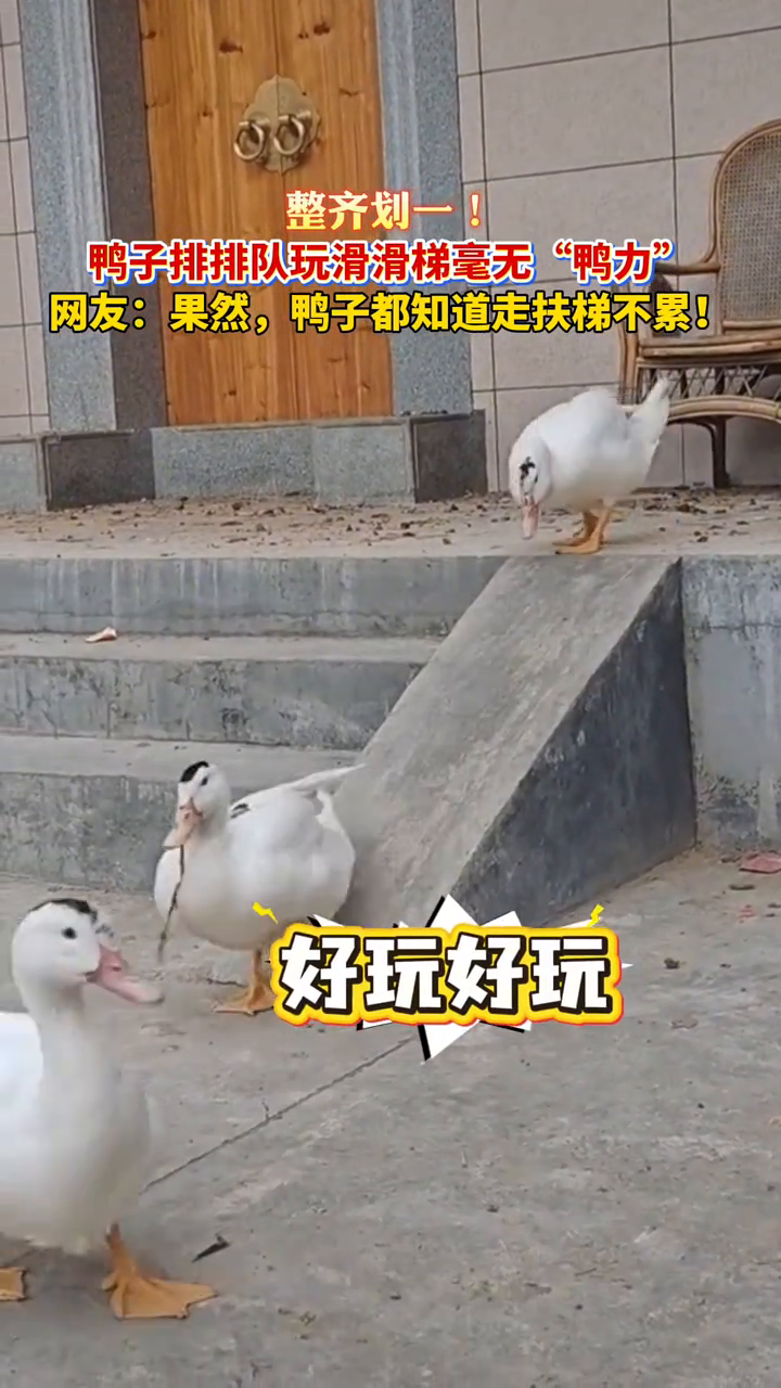 整齐划一！鸭子排排队玩滑滑梯毫无“鸭力”