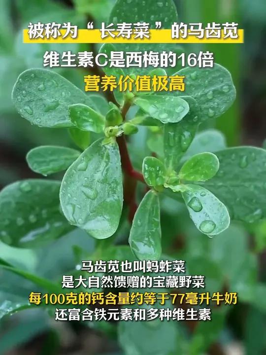 被称为“长寿菜”的马齿苋,维生素C是西梅的16倍,营养价值极高!(视频来源:大侠(琵琶雨声