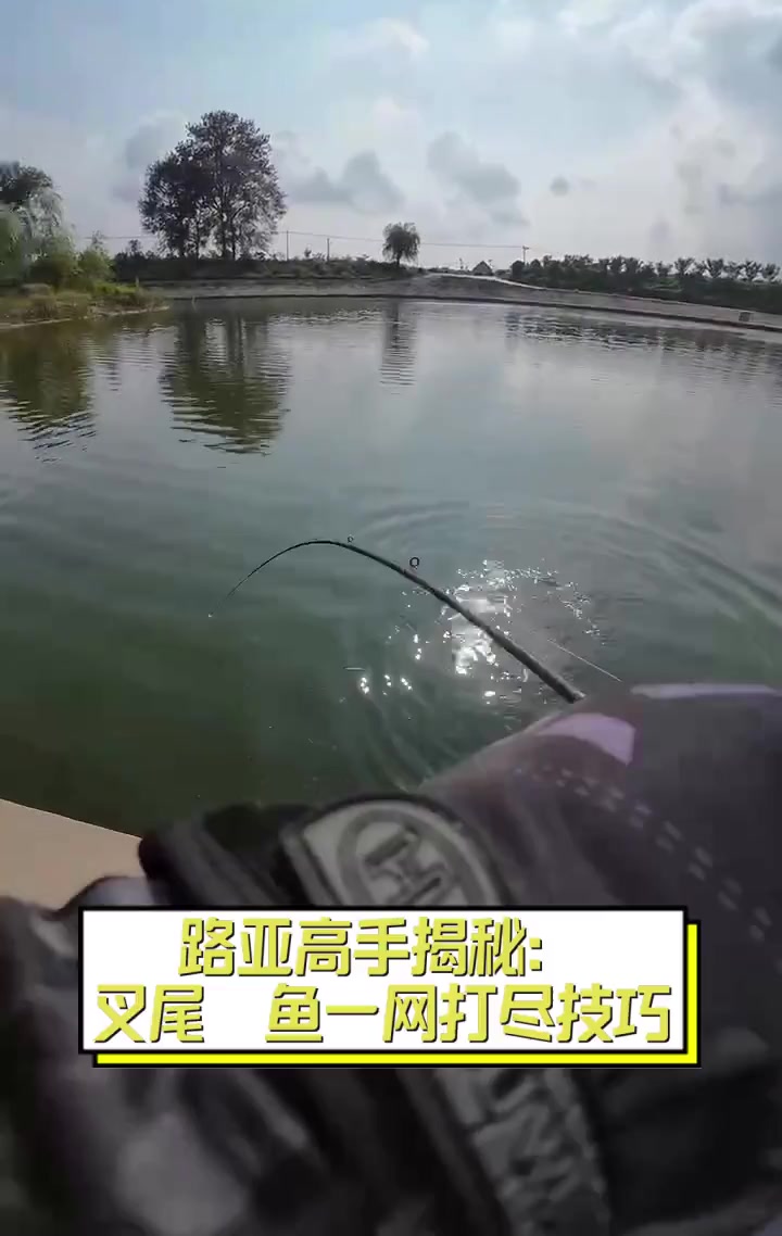 路亚高手揭秘:叉尾鱼一网打尽技巧