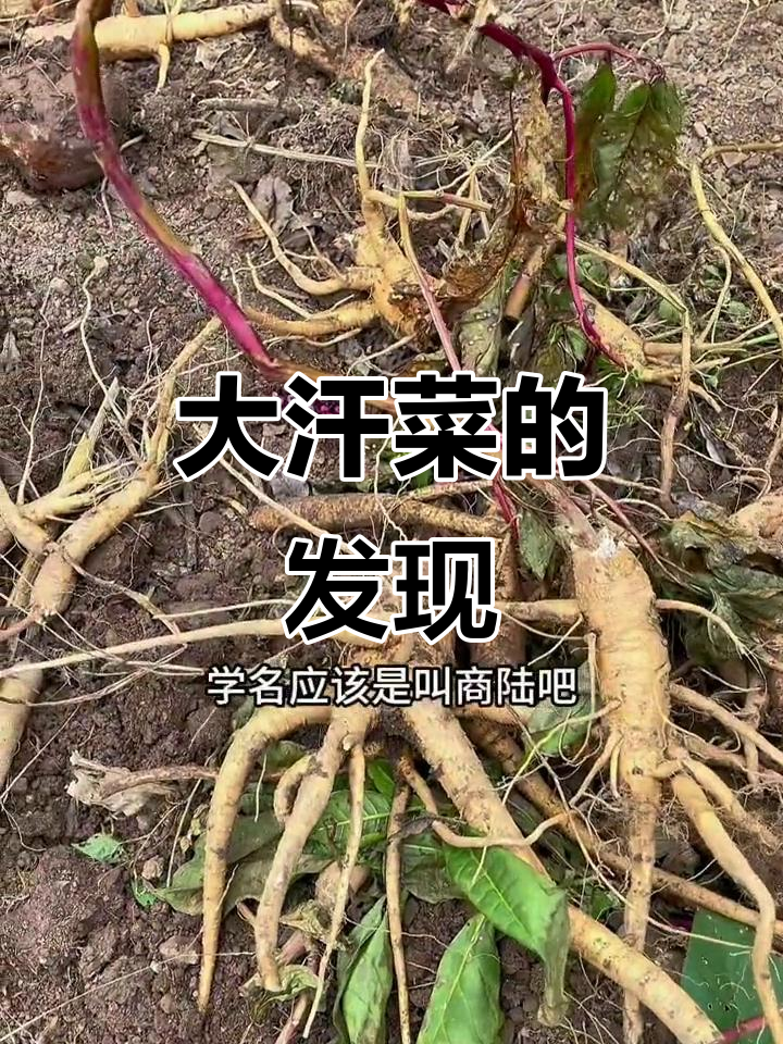 山上偶遇大汗菜,挖了几株拍下留念