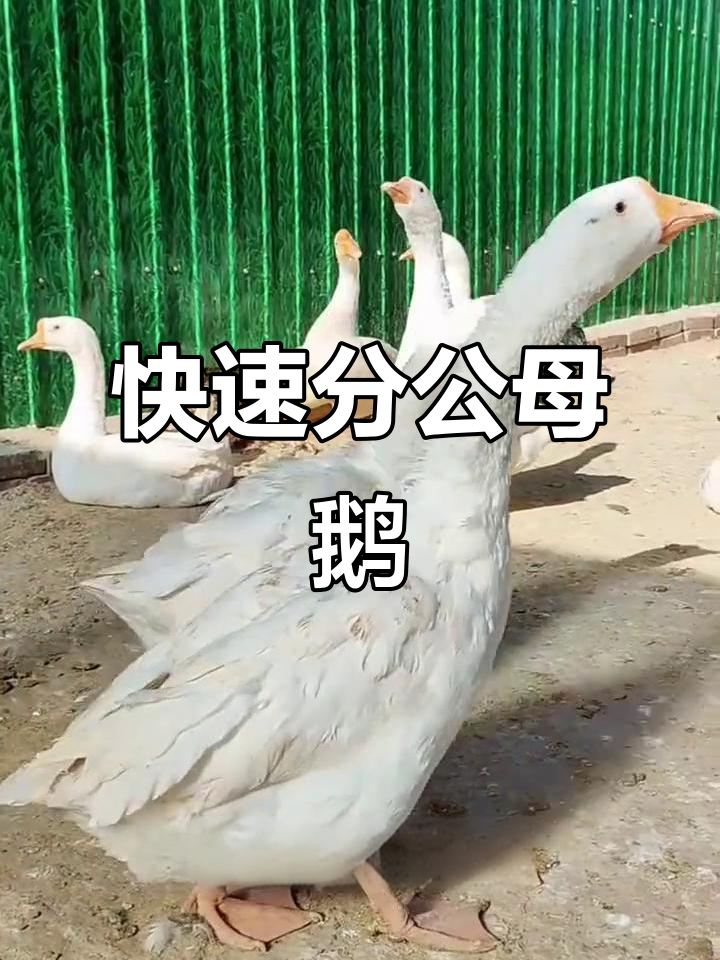 公母大鹅怎么区分?一看就懂!